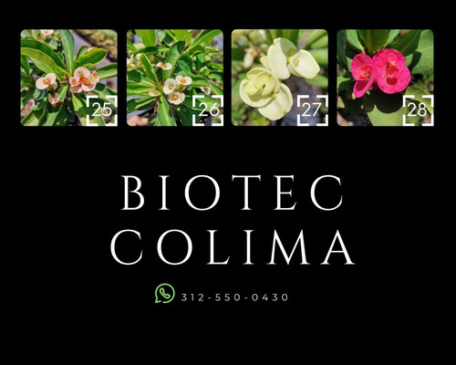 Imagen 3 de 8 de Coronas De Cristo (euphorbia Milii) Todos Los Colores