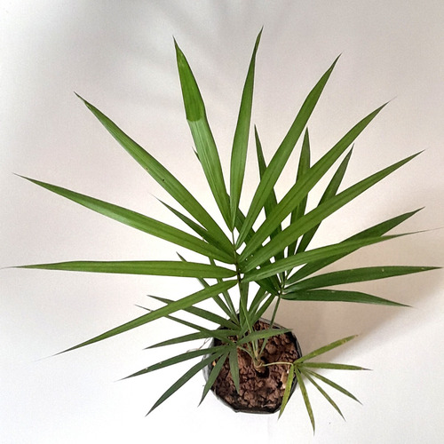 Palmeira Juçara - Palmito Juçara - 10 Mudas Com 30 Cm