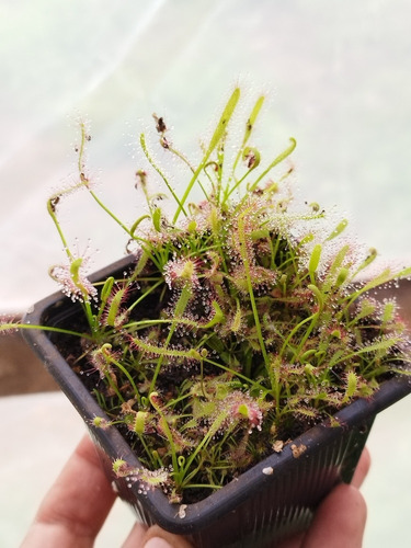 Maceta Completa Drosera Variedades (+ De 10 Ejemplares)