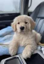Comprar Hermosos Cachorros Golden Retriever Originales