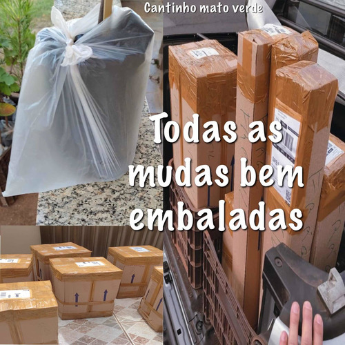 Imagem 7 de 8 de Muda De Limão Cravo Enxertada 60cm Produz Em 1ano
