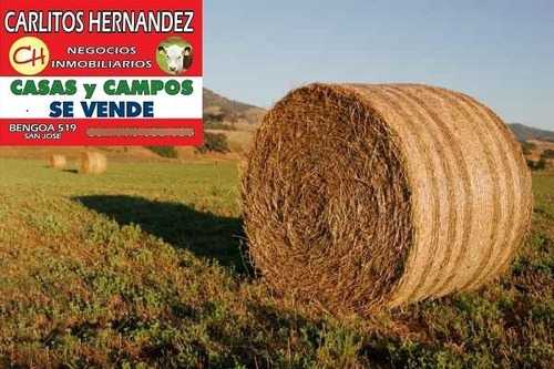 Imagen 3 de 9 de 1 Campos Necesitamos Para Arrendar Y Venta - Ganadero Agricola Tambo Forestal Mixto Tenemos Pedidos Concretos En Todo El Pais Se Ofrece Garantia Y Renta Pagada Por Adelantado Rapida Revisasion Reserva