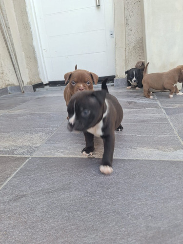 American Bully