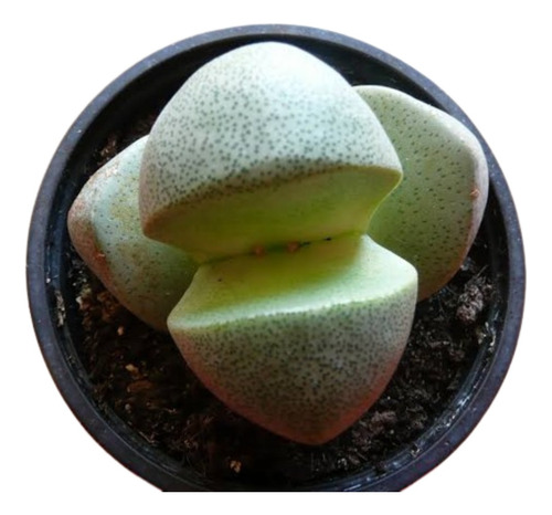 Cactus Piedra Lapidaría Margaratae Lithops 11cm Maseta Plást
