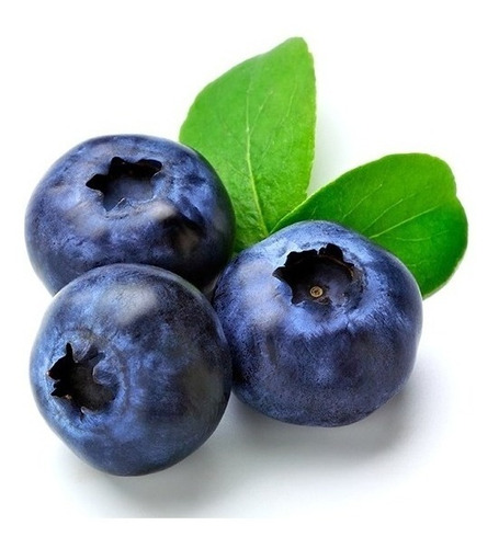 30 Sementes De Blueberry - Mirtilo - Fruta Para Vasos
