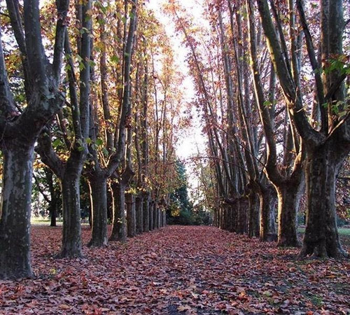 Imagen 21 de 30 de Terreno - Fighiera