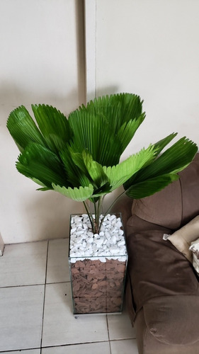 Palmeira Licuala No Vaso Alto Incolor De 30x65cm Somente Rio