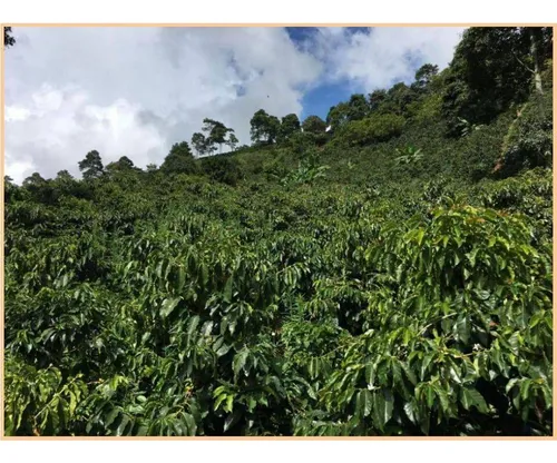 Vendo Finca De 18 Cuadras Para Ganado Y Cerdos A 15 Minutos D Fredonia