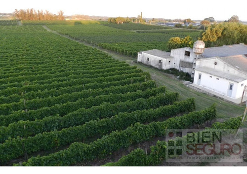 Chacra De 11 Hás, Con Bodega Y Viñedos, En Venta Próximo A Toledo