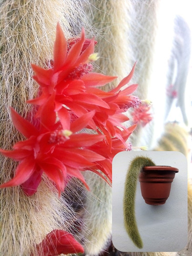 Cactus Cola De Mono 40cm - Hildewintera Flor Mamey N