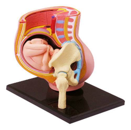 Kit De Modelo Pélvico De Embarazo De Anatomía Humana 4d