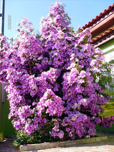 Imagem 6 de 9 de Manacá Tibouchina Mutabilis - Sementes De Flor Para Mudas