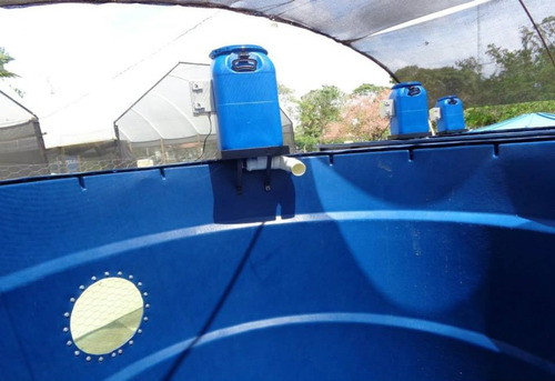 Produção De Tilapia Em Caixa D'agua (c/ Consultoria)