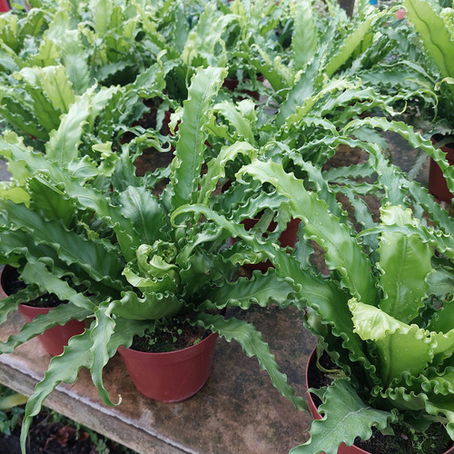 Helecho Asplenium Osaka Crespo P19