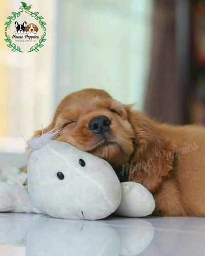 Cachorros Cocker Spaniel Inglés