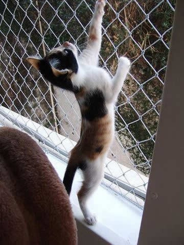 Imagen 5 de 9 de Red Fuerte Trenzada Seguridad Niños Mascotas Negra O Blanca