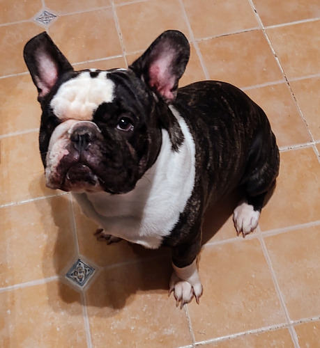 Cachorro Bulldog Francés Macho Negro