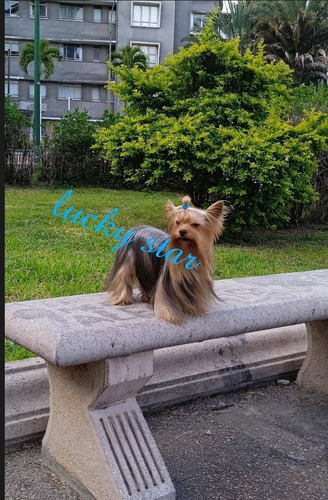 Imagen 3 de 5 de Yorkshire Terrier Mini Macho Para Monta