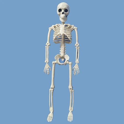 Imagen 6 de 10 de Calavera Esqueleto Estudio Medicina Halloween 40cm Alto