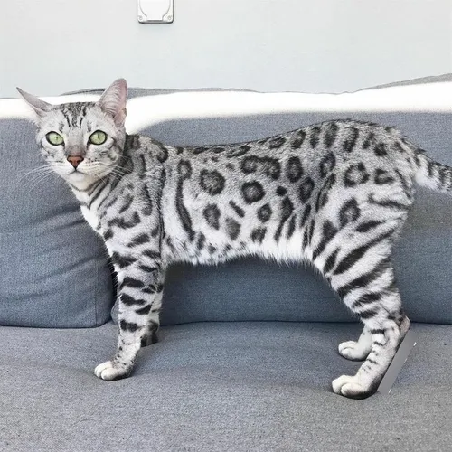 Hermosas Gatas Bengalí Gatos Medellín Bogotá Cali Cartagena