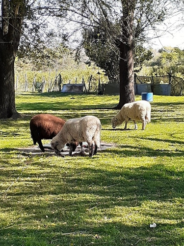 Casa Quinta Campo,joven,con Las Comodidades De La Ciudad.