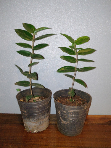 Plantin De Yabuticaba Amarilla O Cabelludita