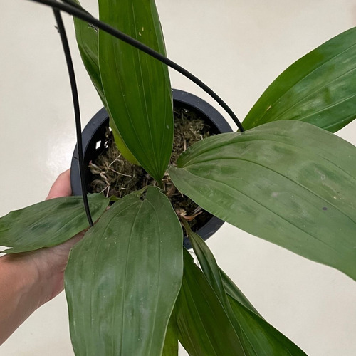 Kit Orquídea Sobralia + Stanhopea Tigrina Muda Adulta