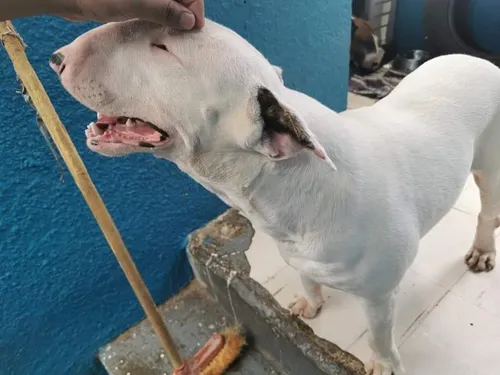 Bota bull terrier fox terrier feminina 2025