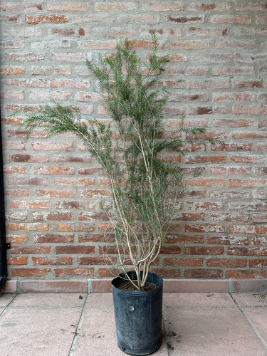 Melaleuca 1.20m Maceta 7l Cerco Vivo Cortaviento Resistente