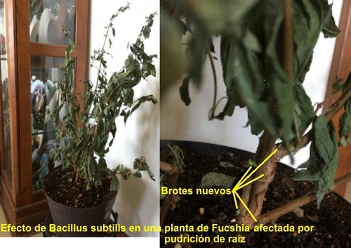 Aceite Neem, Bacillus Subtilis, Jabón Potásico Y Atomizador