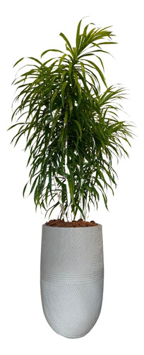 Vaso Argos 150x35 Cm Cor Cimento Com Pleomele Fita