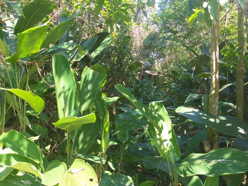 Imagem 7 de 8 de Terreno À Venda, 384 M² Por R$ 160.000,00 - Mococa - Caraguatatuba/sp - Te0211