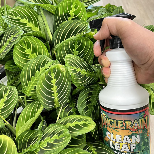 Jungle Rain Clean Leaf - Limpiador De Follaje Natural Con Ac