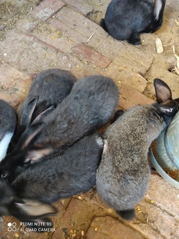 Imagem 1 de 3 de Vende-se Coelhos Gigantes De Flandres