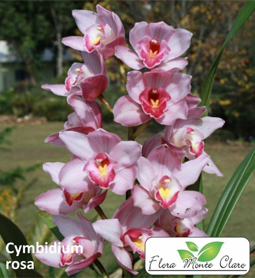 Orquídea Cymbidium - Cimbidio - Cor Rosa - Uma Muda | Parcelamento sem juros