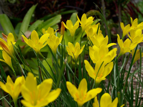 Bulbos De Zephyranthes Lirio De Lluvia 3 Colores X5 Bulbos