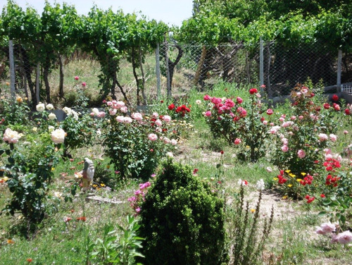 Imagen 3 de 10 de Venta De Finca En San Rafael Mendoza