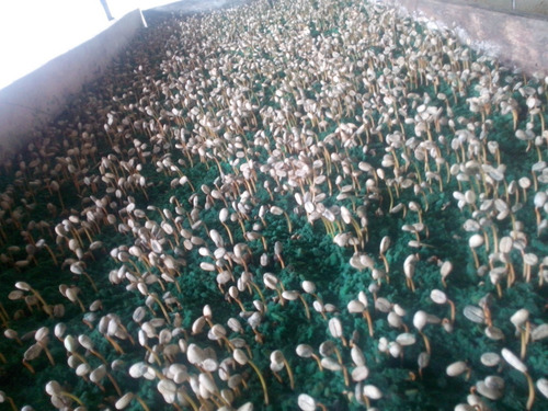 Imagen 5 de 5 de Germinador Terra