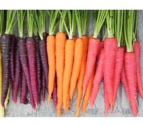 60 Semillas De Zanahoria Mix Colores
