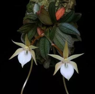 Plantafol 20-20-20 Adubo 1kg P/ Floração De Rosa Do Deserto