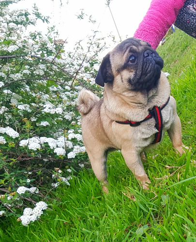 Servicio Stud Inseminación Pug Carlino Chiquito Hermoso