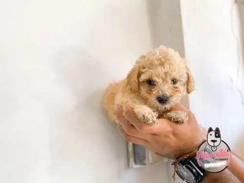 Criadero Dog King tiene en venta French Poodle Mini toy Enanos Originales  Garantia total C - Ukucela