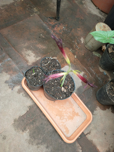Rhodophiala Bífida, Azucenita Roja O Azucena Sangre De Buey