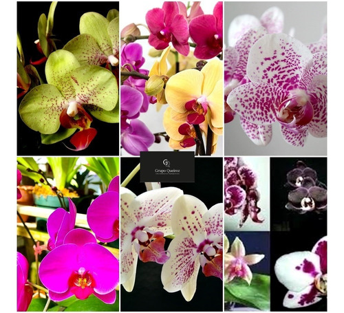 Super Promoção Kit 12 Mudas De Orquídea Phalaenopsis De Frio