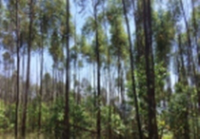 Imagem 5 de 5 de Fazenda Ótima Localização Itatiba - Sp - Jardim Das Nações - V4320