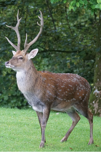 Cuadro 60x90cm Venado Cervatillo Ciervo Deer Animal M11