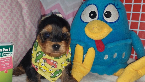 Imagem 2 de 2 de Filhotes De Yorkshire Terrier