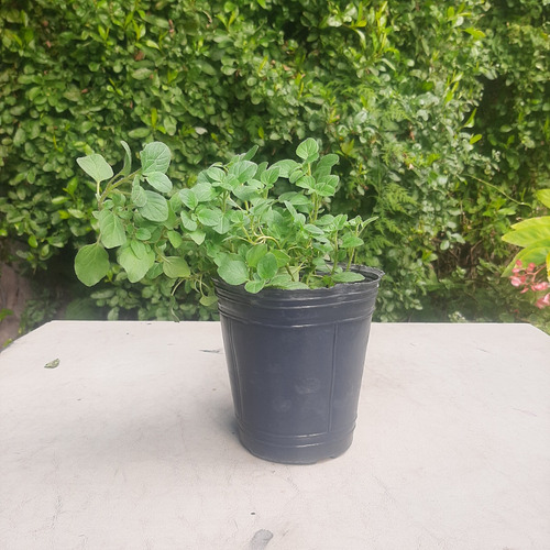 Imagen 2 de 6 de Planta De Orégano Aromatica Moron Raices Arcoiris
