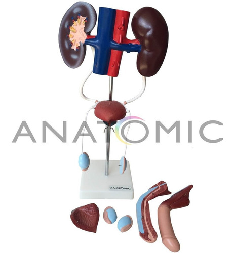 Sistema Urinario Masculino Em 9 Partes Modelo Anatomico