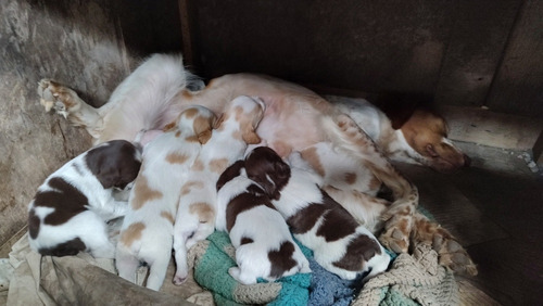 Cachorros Breton Spaniel